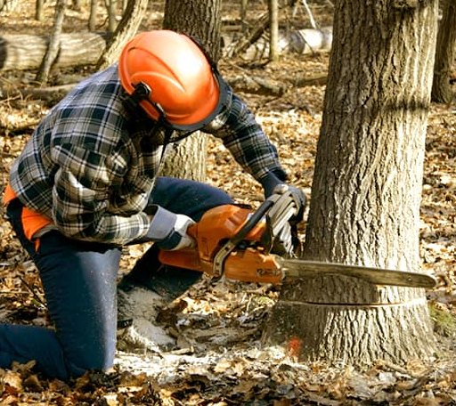 Tree Removal in Biscoe, AR